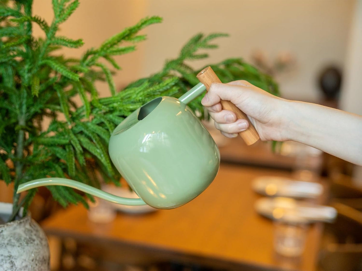 Green Moon 1.2L/41oz Metal Metal Watering Can with Long Spout, Sage Green