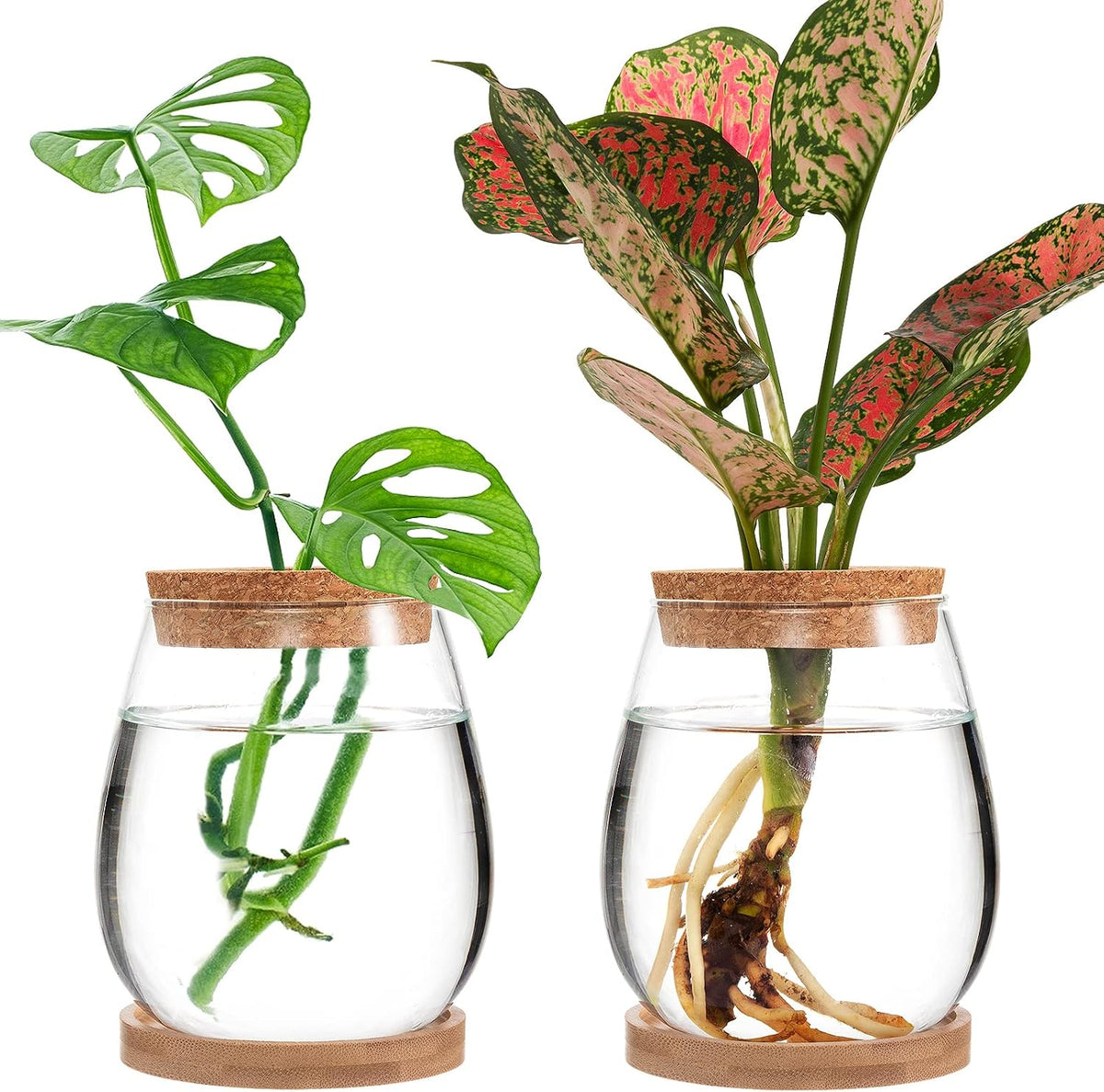 Biggun 2 Pcs Glass Plants Propagation Stations for Home Office Decor
