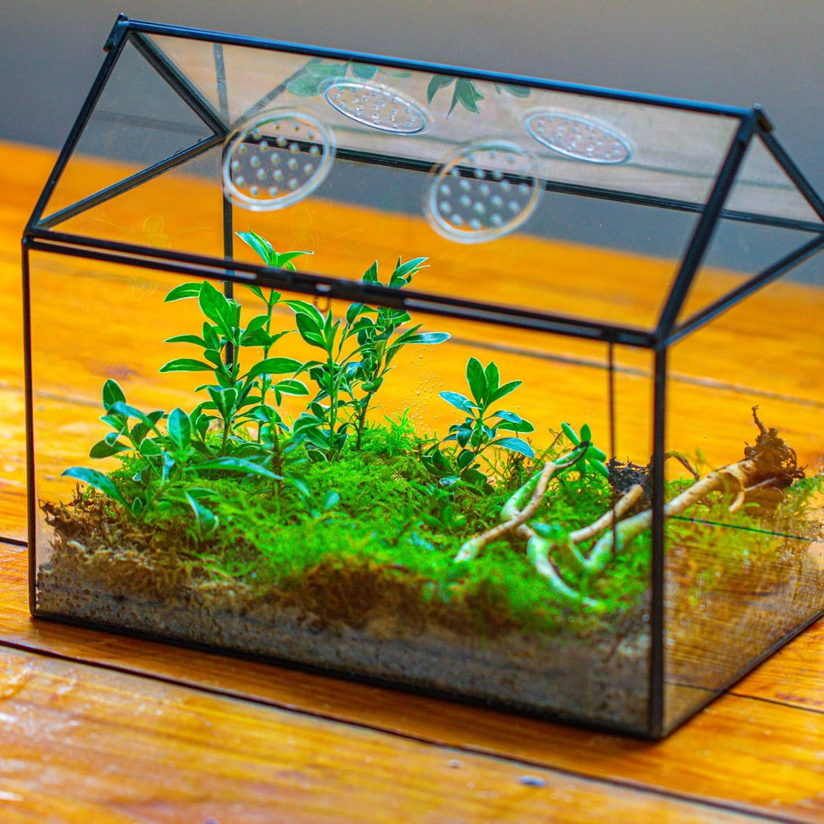 NCYP Glass Terrarium with Lid and Air Holes for Snails - 10.2" x 5.9" x 8.2" House Shape Geometric Clear Terrarium, Indoor Tabletop Decor Black (Plants Not Included)