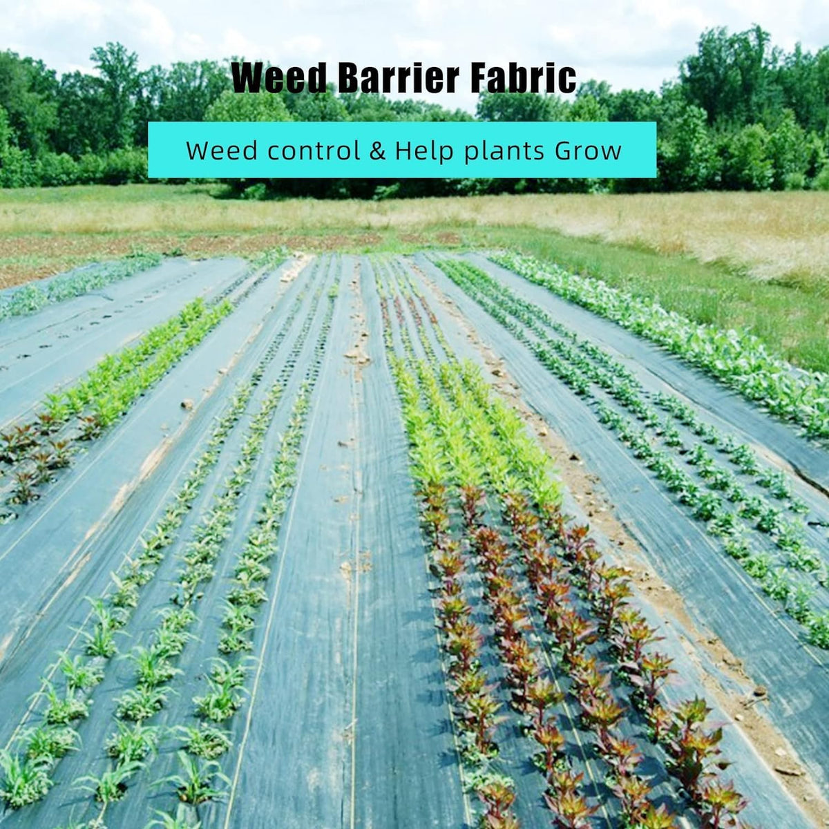 Broadfashion 6.5ft x 300ft Premium 3oz Pro Garden Weed Barrier Landscape Fabric, Durable & Heavy-Duty Weed Block Gardening Mat, Easy Setup & Superior Weed Control, Eco-Friendly & Convenient Design